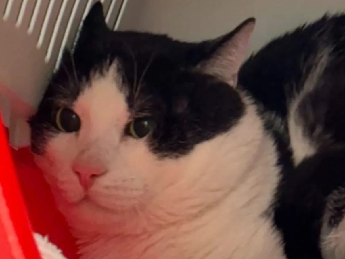 Kokosnuss, male 4yo European Shorthair for adoption at Tierheim Arche Noah, Graz
