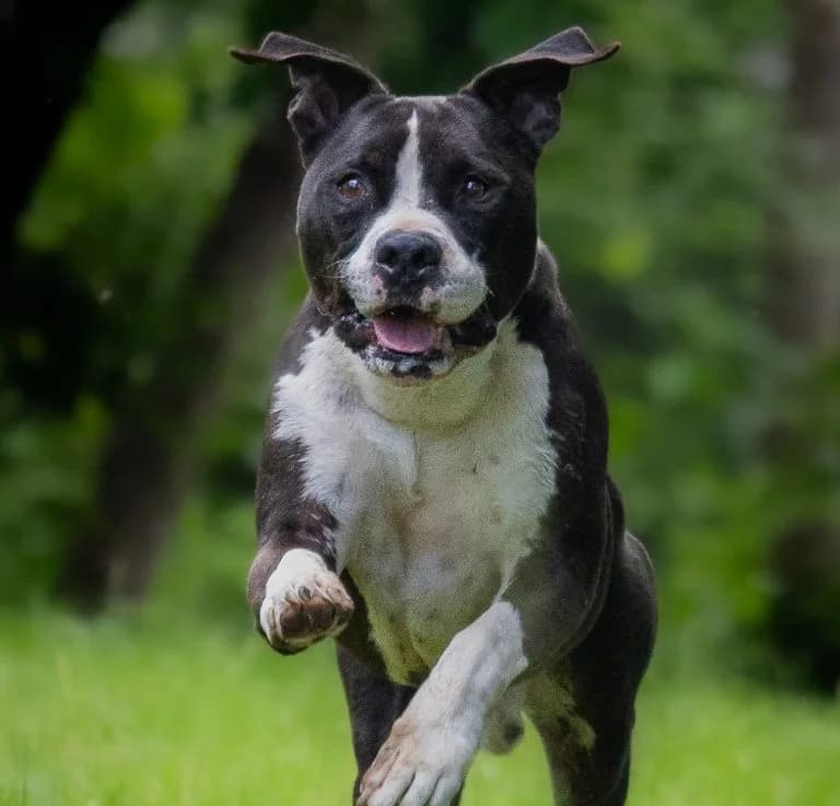 Archie, Mixed Breed (Tierheim Arche Noah)