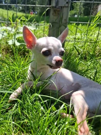 Bibi,  senior Chihuahua for adoption at Tierheim Arche Noah, Graz