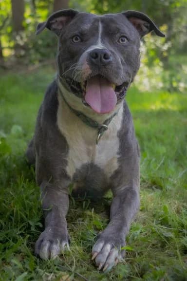 Blue, Mixed Breed (Tierheim Arche Noah)
