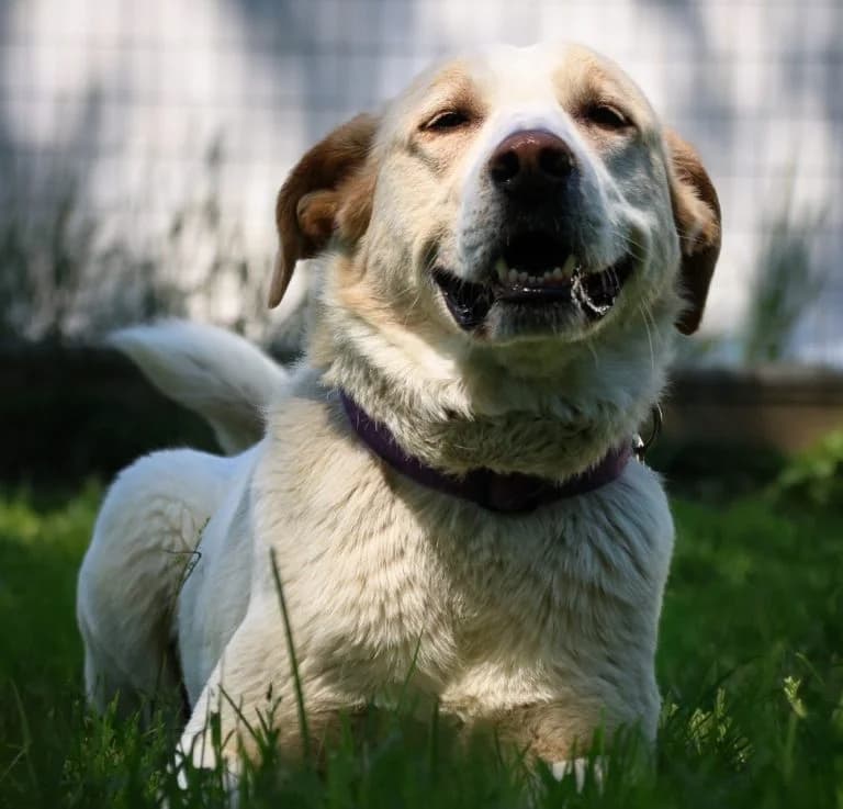 Buddy, Mixed Breed (Tierheim Arche Noah)