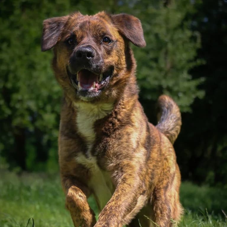 Dobby, Mixed Breed (Tierheim Arche Noah)