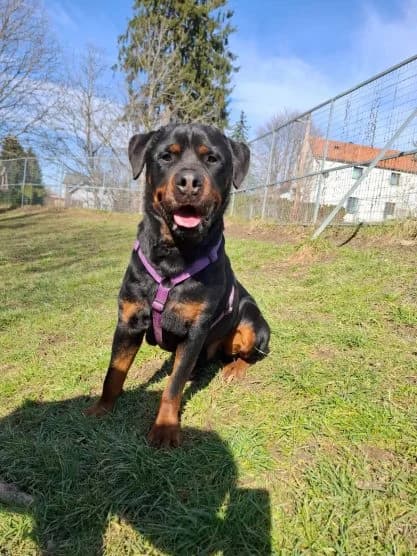 Falco,  senior Mixed Breed for adoption at Tierheim Arche Noah, Graz