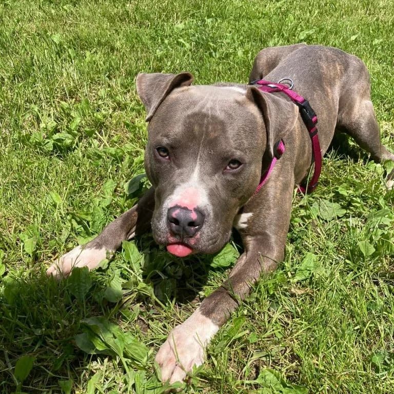 Fridolin, male young American Staffordshire Terrier for adoption at Tierheim Arche Noah, Graz