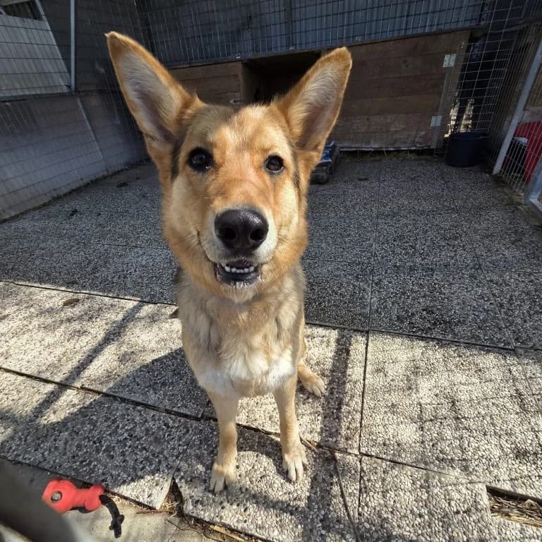 Gisela,  German Shepherd for adoption at Tierheim Arche Noah, Graz