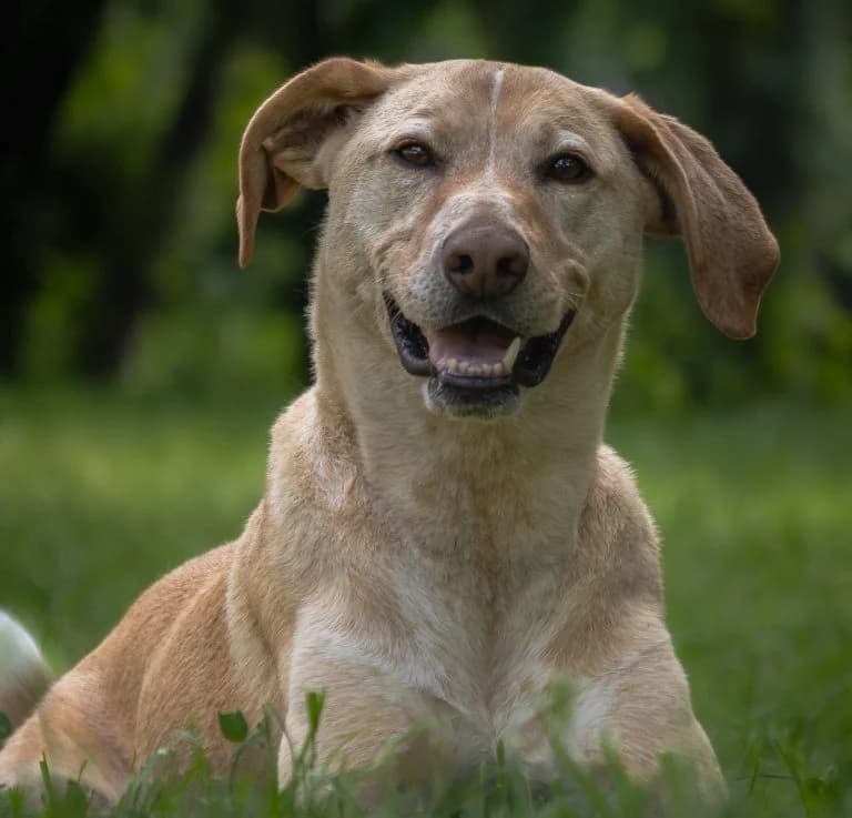 Jim Beam, white male Mixed Breed for adoption at Tierheim Arche Noah, Graz