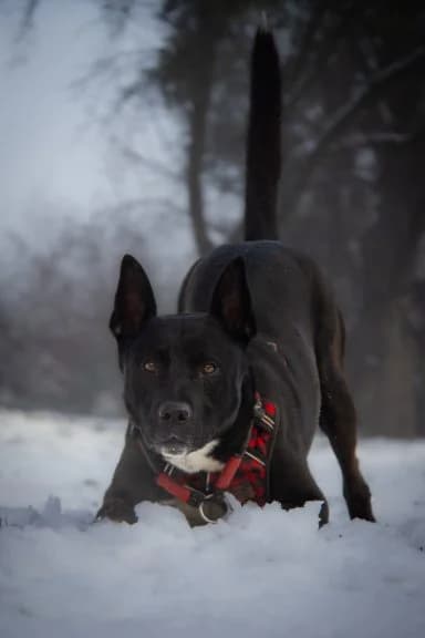 Lumpi,  Mixed Breed for adoption at Tierheim Arche Noah, Graz