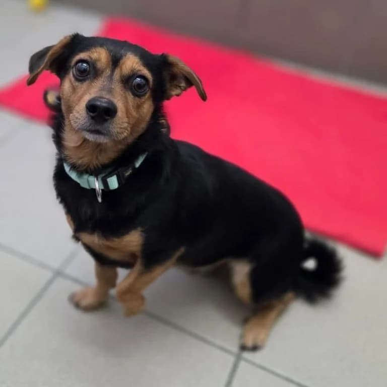 Mali, male Mixed Breed for adoption at Tierheim Arche Noah, Graz