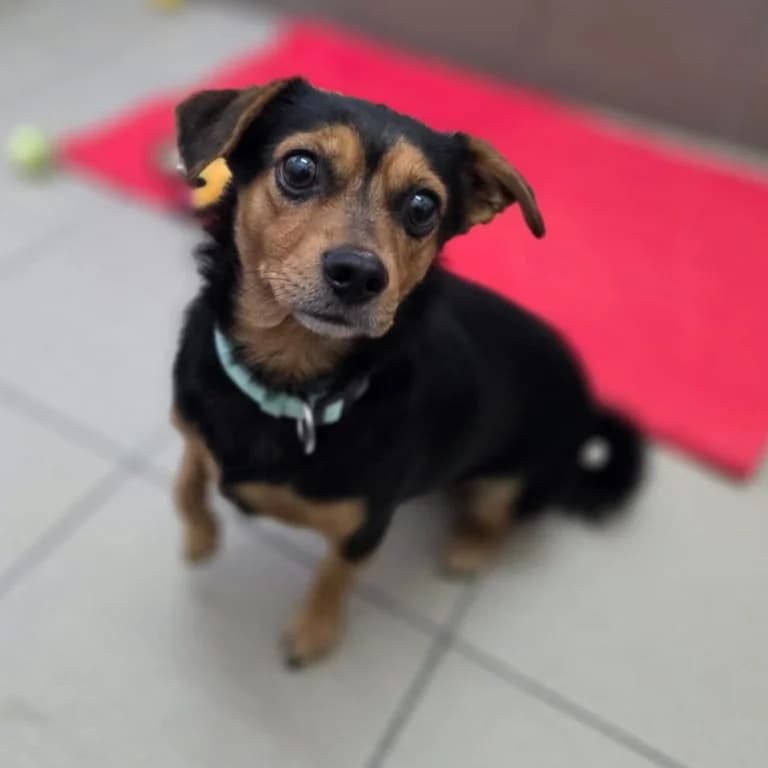 Mali, male Mixed Breed for adoption at Tierheim Arche Noah, Graz — photo 2 of 2