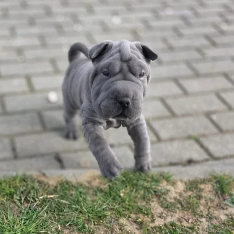 Shar Peis, female Mixed Breed for adoption at Tierheim Arche Noah, Graz