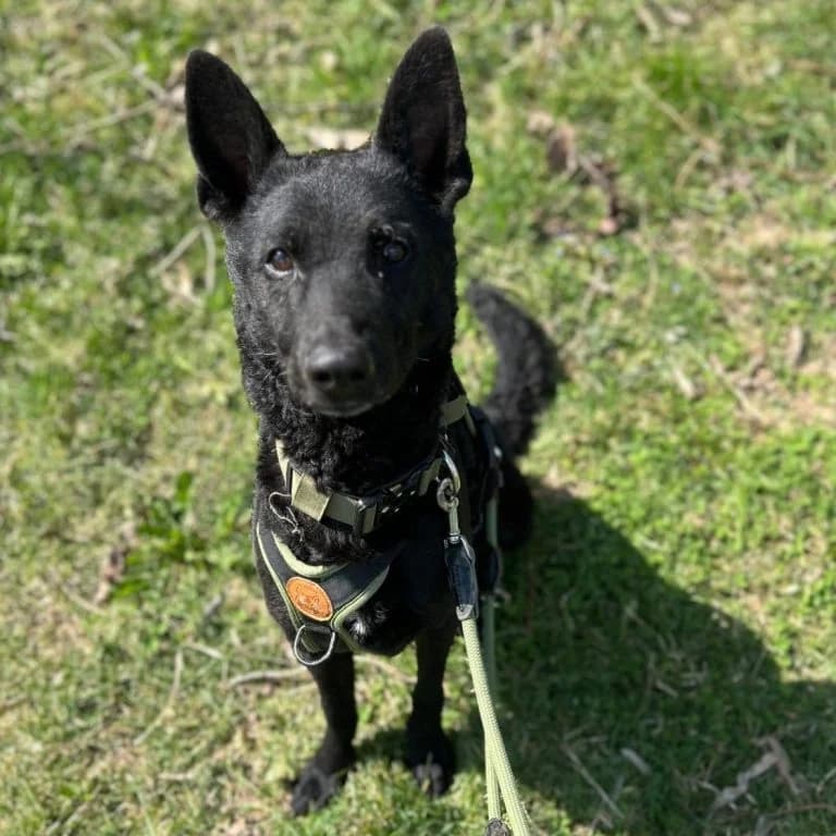 Smiley,  Mixed Breed for adoption at Tierheim Arche Noah, Graz