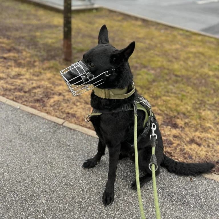 Smiley,  Mixed Breed for adoption at Tierheim Arche Noah, Graz — photo 2 of 3