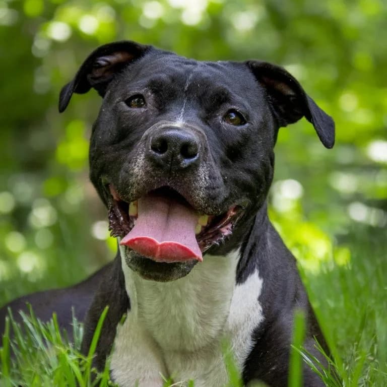 Stella,  5yo Mixed Breed for adoption at Tierheim Arche Noah, Graz