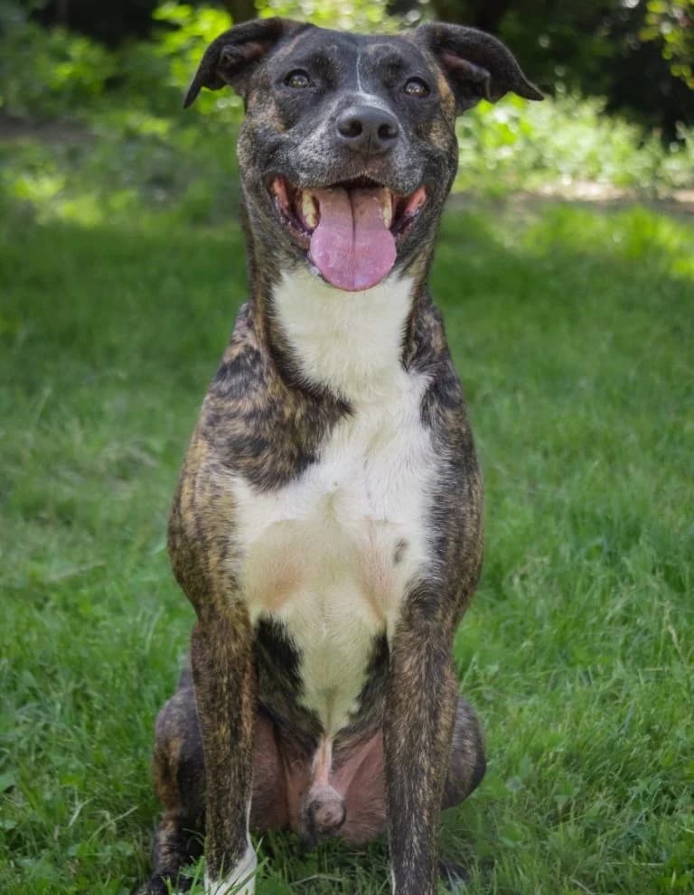 Zeus,  6yo Mixed Breed for adoption at Tierheim Arche Noah, Graz