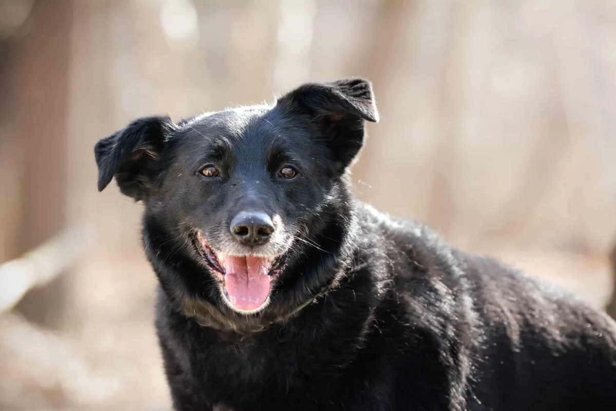 Zweite Chance für Blacky, male puppy Mixed Breed for adoption at Assisi-Hof Stockerau