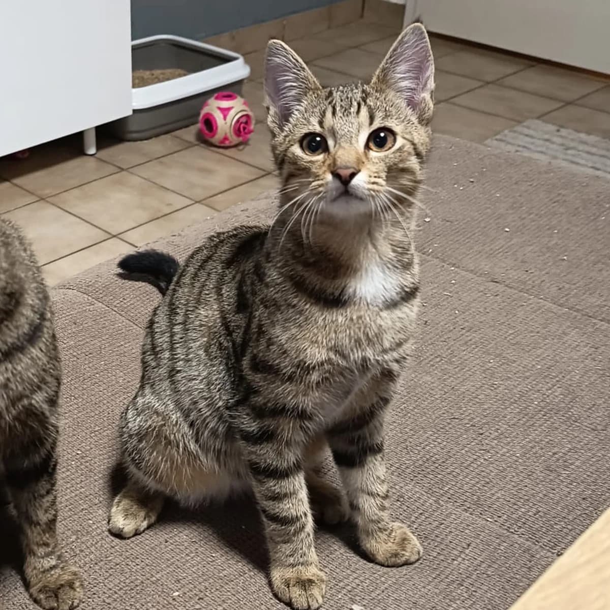 Oberlauser Knödel, male Mixed Breed for adoption at Assisi-Hof Stockerau