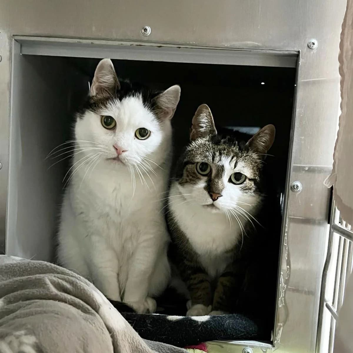 Pflegestelle für Henry und Jamie gesucht, male Mixed Breed for adoption at Assisi-Hof Stockerau