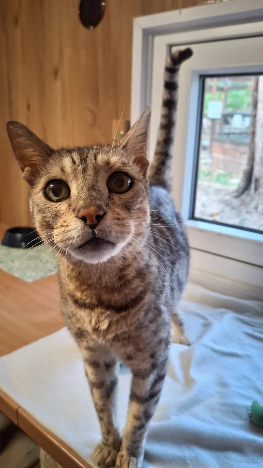 Dauerpflegestelle für Katzen-Opa Angelo gesucht, male senior Mixed Breed for adoption at Assisi-Hof Stockerau