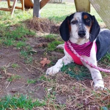 Afrodite,  Mixed Breed for adoption at Pfotenhilfe, Lochen
