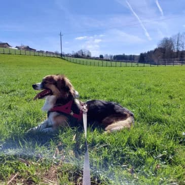 Bibi,  Mixed Breed for adoption at Pfotenhilfe, Lochen