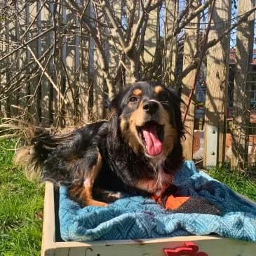 Hopi,  Mixed Breed for adoption at Pfotenhilfe, Lochen