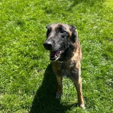 Jimi,  Mixed Breed for adoption at Pfotenhilfe, Lochen