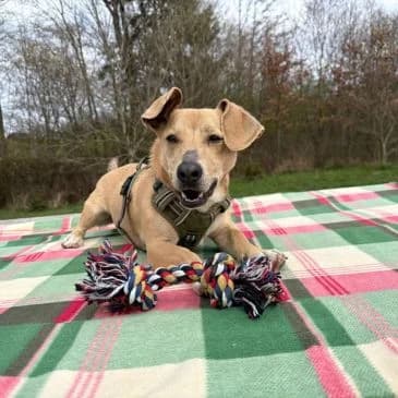 Pablo,  Mixed Breed for adoption at Pfotenhilfe, Lochen