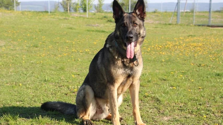 Eyk, male 6yo German Shepherd for adoption at Tierschutzhaus Sonnenhof, Eisenstadt