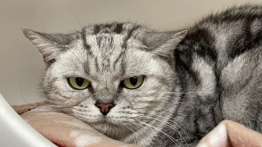 Böse Mieze, female European Shorthair for adoption at Tierschutzhaus Sonnenhof, Eisenstadt — photo 2 of 2
