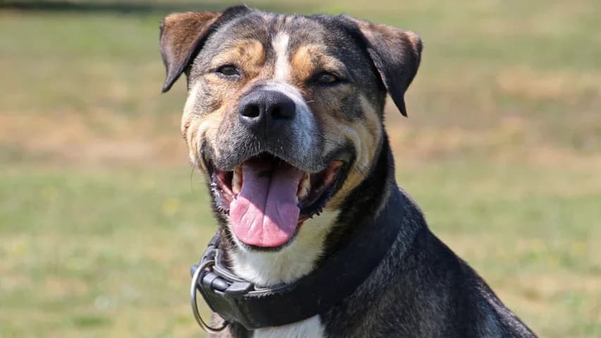 Ozzy, male Mixed Breed for adoption at Tierschutzhaus Sonnenhof, Eisenstadt