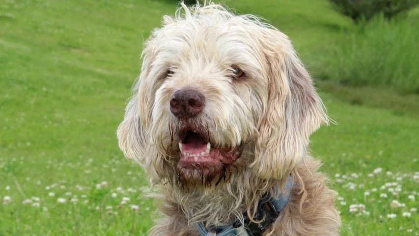 Odin, male senior Poodle for adoption at Tierschutzhaus Sonnenhof, Eisenstadt