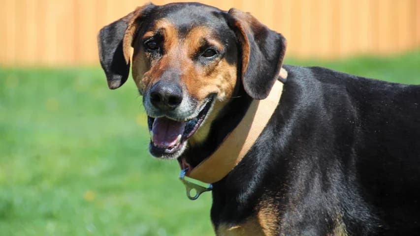 Cesar, male Doberman for adoption at Tierschutzhaus Sonnenhof, Eisenstadt