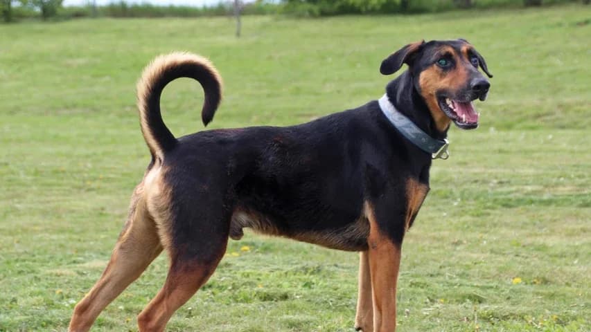 Woodruff, male 7yo Doberman for adoption at Tierschutzhaus Sonnenhof, Eisenstadt