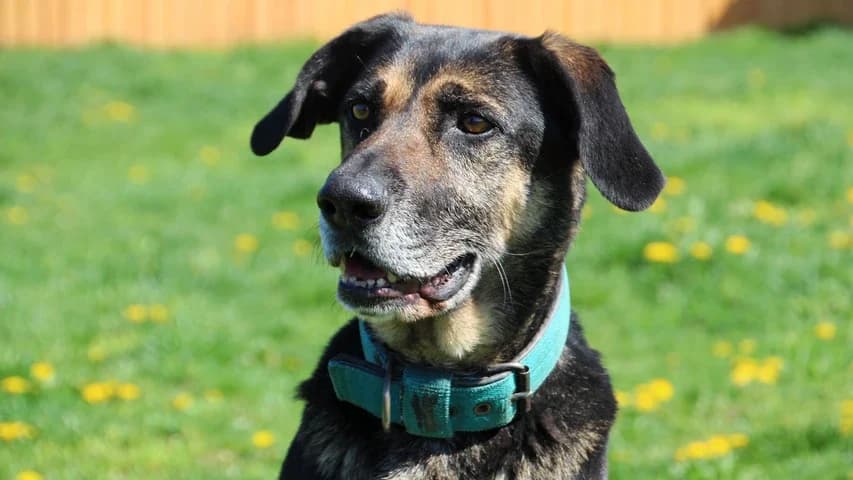 Roxi, male Doberman for adoption at Tierschutzhaus Sonnenhof, Eisenstadt