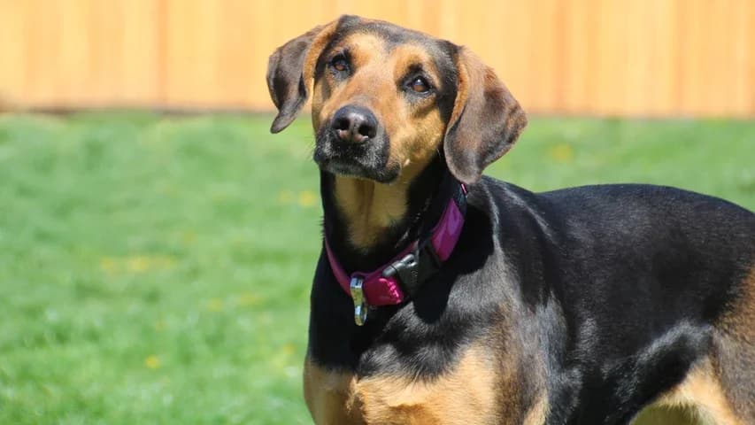 Lilly, female Doberman for adoption at Tierschutzhaus Sonnenhof, Eisenstadt