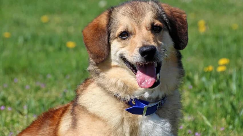Mischa, male 6yo Mixed Breed for adoption at Tierschutzhaus Sonnenhof, Eisenstadt