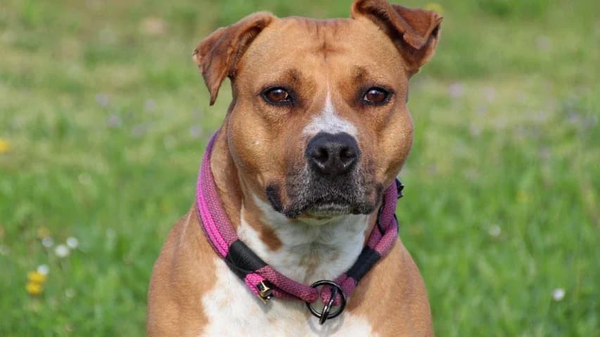 Luna, female Staffordshire Bull Terrier for adoption at Tierschutzhaus Sonnenhof, Eisenstadt