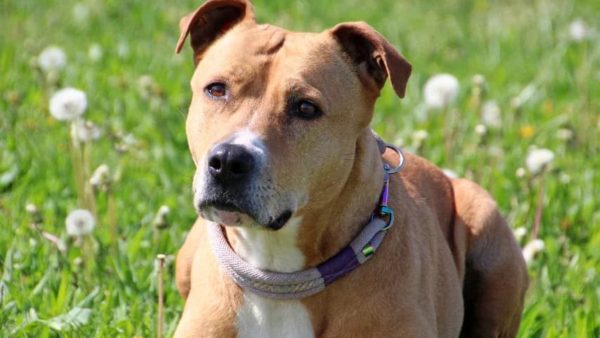 Alisa, female senior Staffordshire Bull Terrier for adoption at Tierschutzhaus Sonnenhof, Eisenstadt
