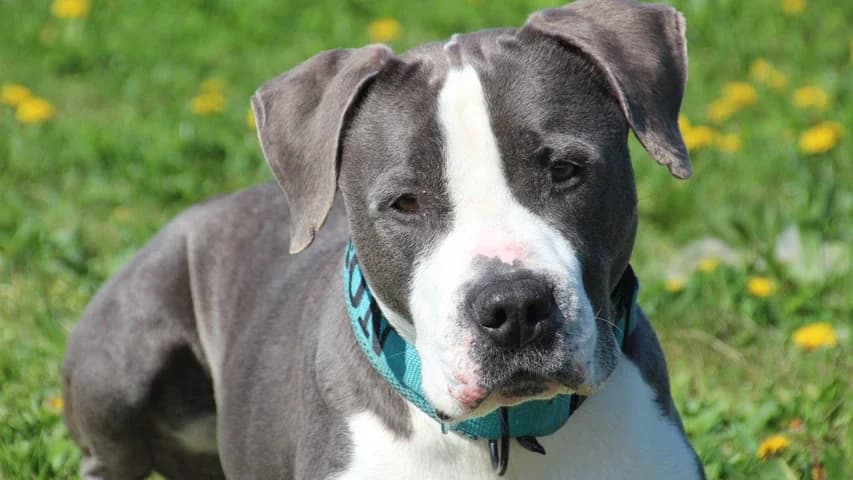 Tyson, male senior Staffordshire Bull Terrier for adoption at Tierschutzhaus Sonnenhof, Eisenstadt