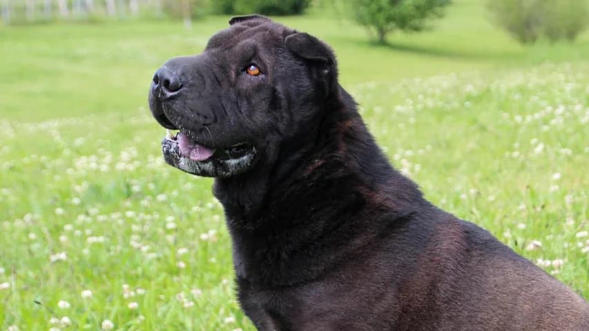 Speedy, male 4yo mixed breed for adoption at Tierschutzhaus Sonnenhof, Eisenstadt