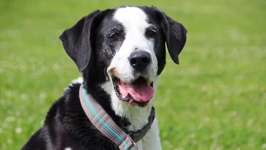 Luna, female 7yo mixed breed for adoption at Tierschutzhaus Sonnenhof, Eisenstadt