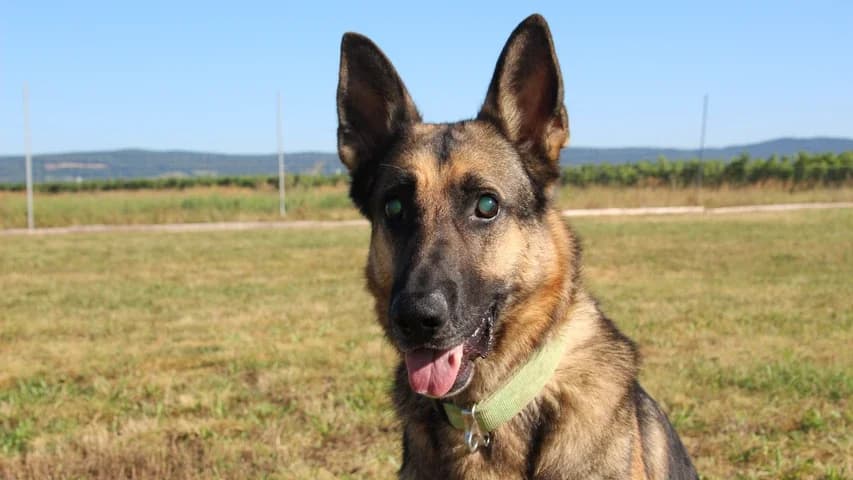 Django, male 5yo German Shepherd for adoption at Tierschutzhaus Sonnenhof, Eisenstadt