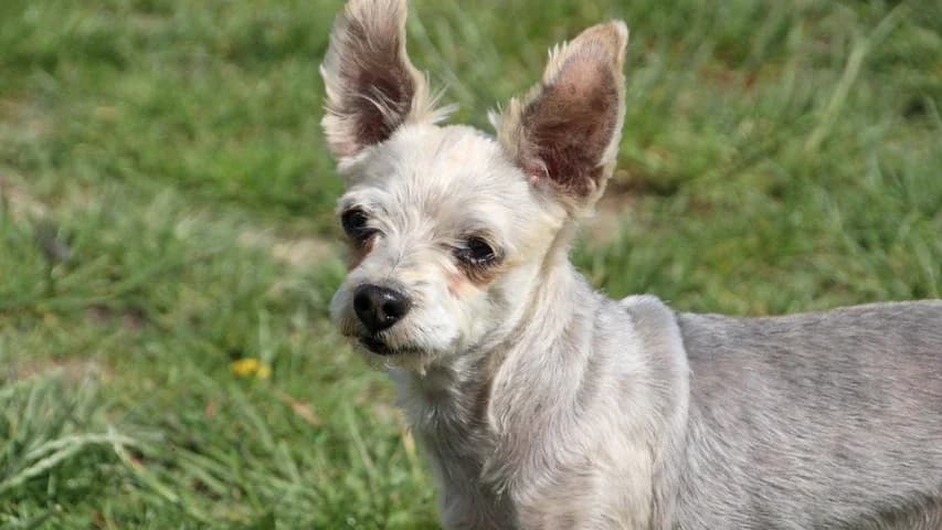 Ivy,  senior Yorkshire Terrier for adoption at Tierschutzhaus Sonnenhof, Eisenstadt
