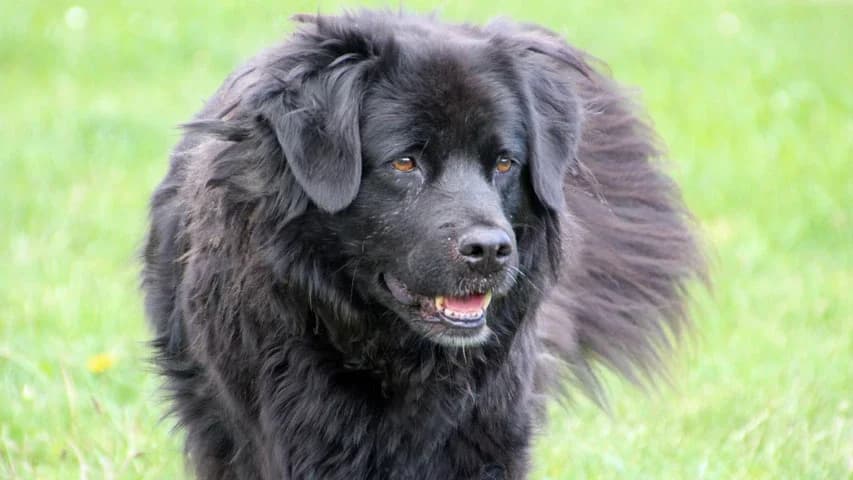 Rikka, female Mixed Breed for adoption at Tierschutzhaus Sonnenhof, Eisenstadt