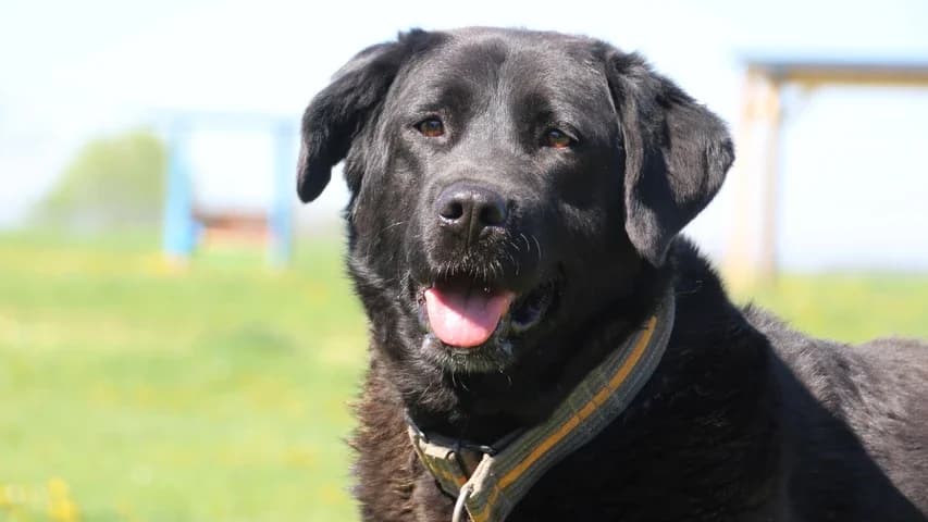 Ria, female 5yo Mixed Breed for adoption at Tierschutzhaus Sonnenhof, Eisenstadt