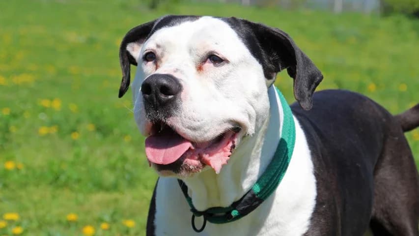 Ben, male 7yo English Bulldog for adoption at Tierschutzhaus Sonnenhof, Eisenstadt