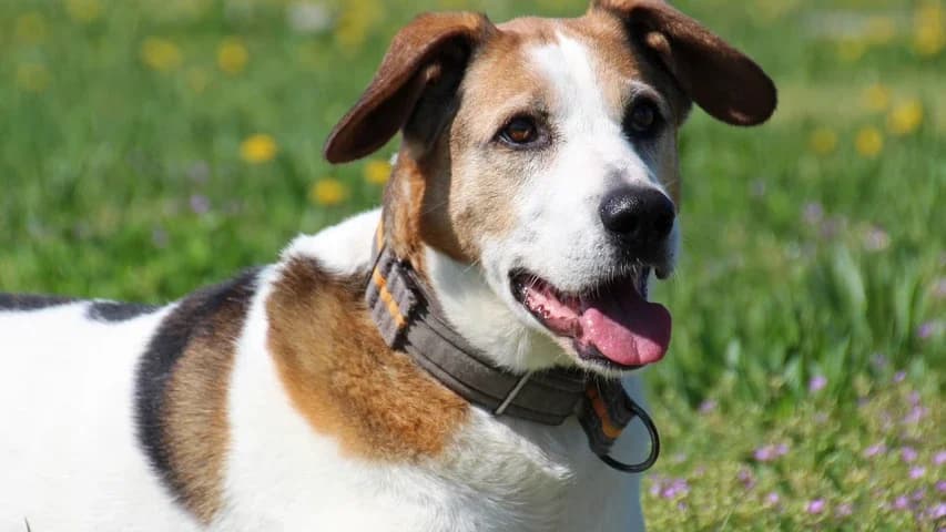 Sandro, male Mixed Breed for adoption at Tierschutzhaus Sonnenhof, Eisenstadt
