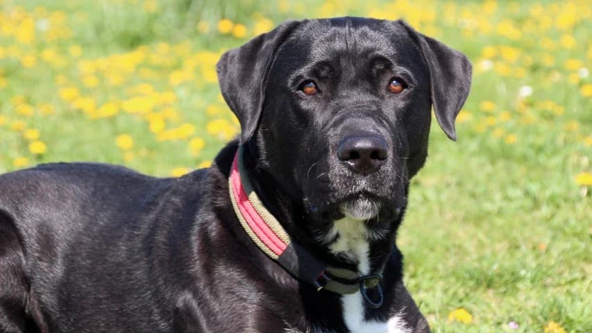 Wolfi, male Mixed Breed for adoption at Tierschutzhaus Sonnenhof, Eisenstadt