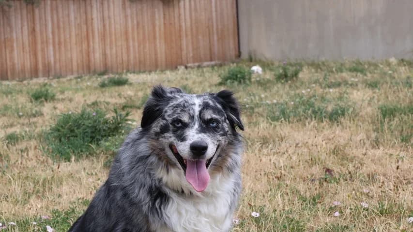 Shelby, 7yo mixed breed for adoption at Tierschutzhaus Sonnenhof, Eisenstadt