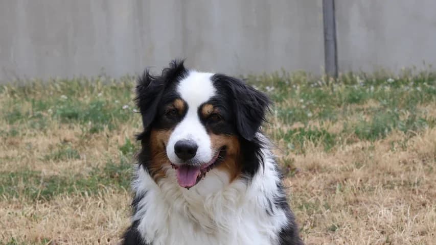 Jessy,  senior Australian Shepherd for adoption at Tierschutzhaus Sonnenhof, Eisenstadt